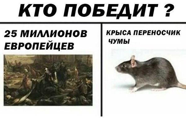 Уничтожение крыс в Грозном, цены, стоимость, методы