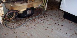 Поморить тараканов в квартире в Грозном, цены