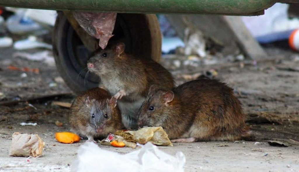 Травить грызунов крыс и мышей в Грозном
