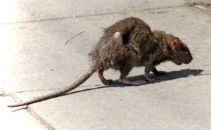 Фирма по уничтожению грызунов, крыс и мышей в Грозном
