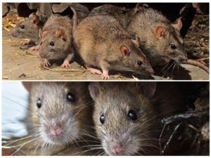 Травить грызунов крыс и мышей в Грозном