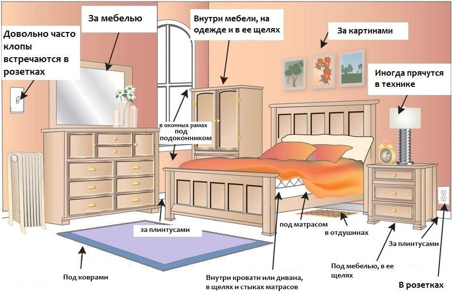 Обработка от клопов квартиры в Грозном