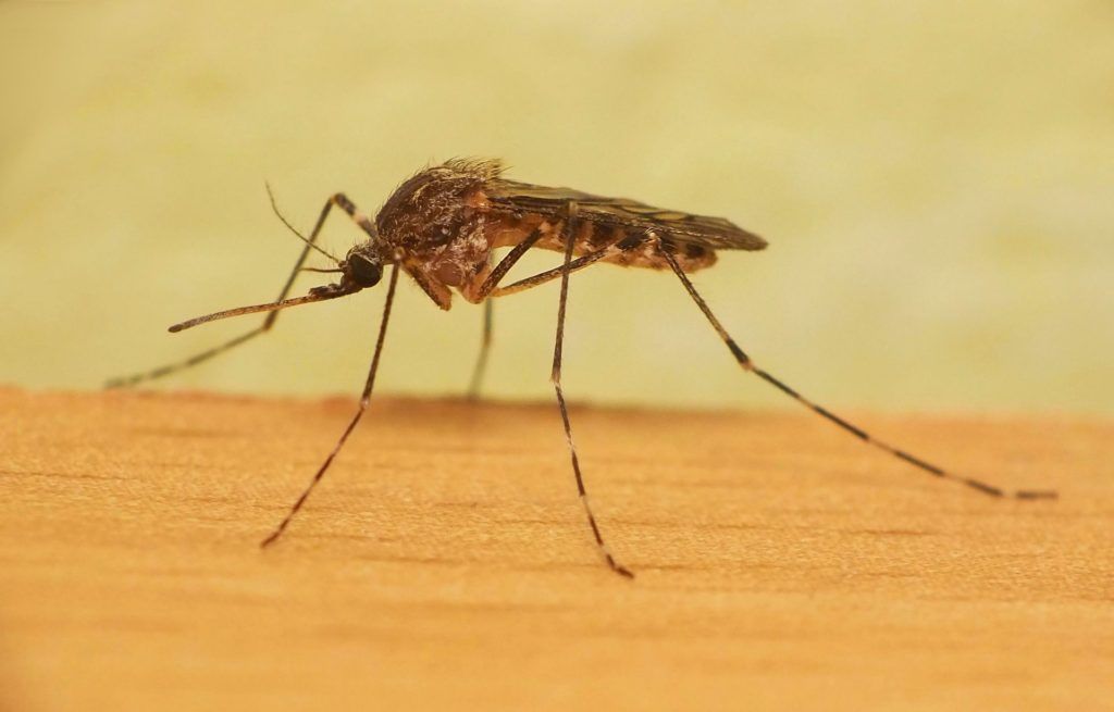 Уничтожение комаров в Грозном