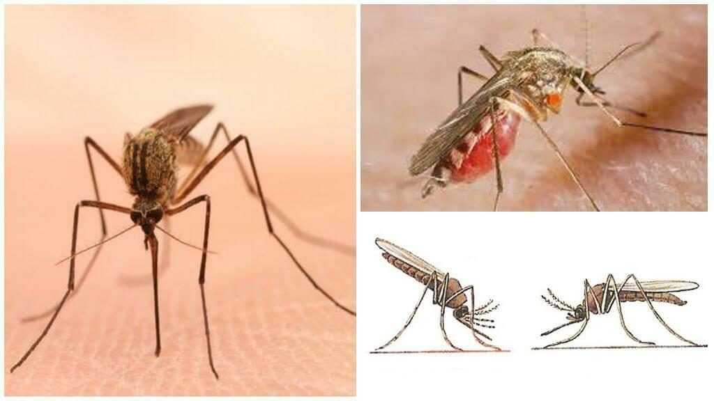 Уничтожение комаров в Грозном
