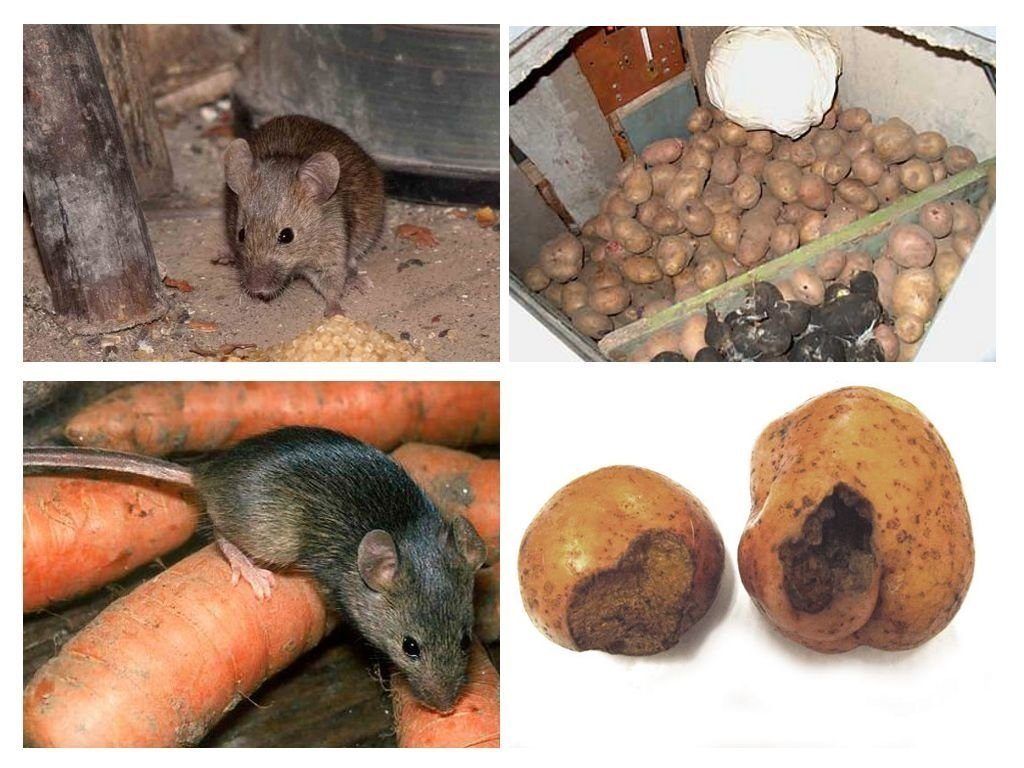 Обработка от грызунов крыс и мышей в Грозном