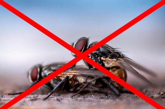 Профессиональное уничтожение мух в Грозном с гарантией
