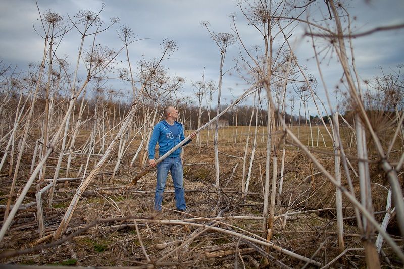 Уничтожение борщевика в Грозном: цены на обработку участка