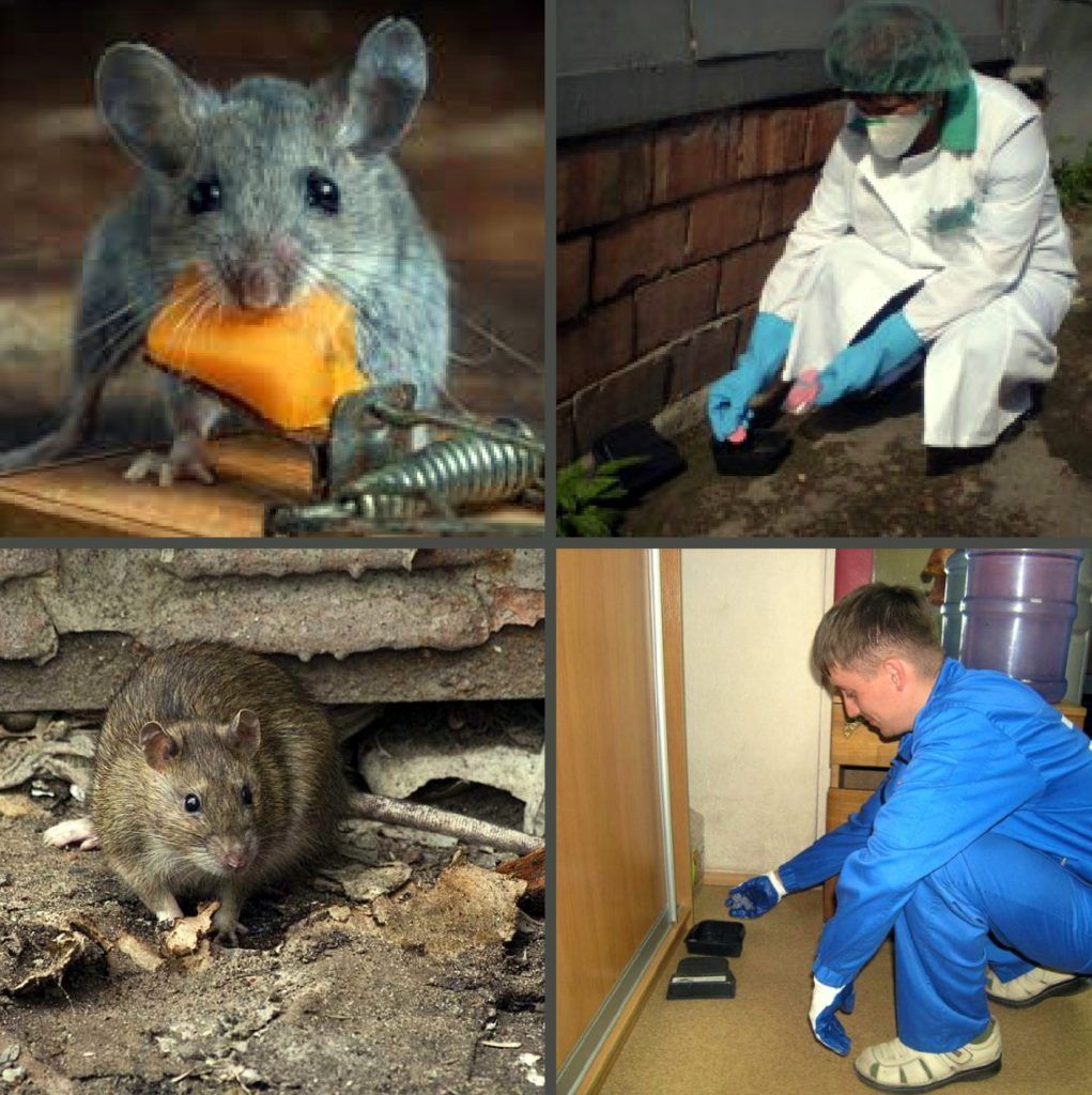 Дезинфекция от грызунов, крыс и мышей в Грозном