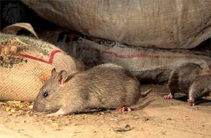 Дератизация от грызунов от крыс и мышей в Грозном