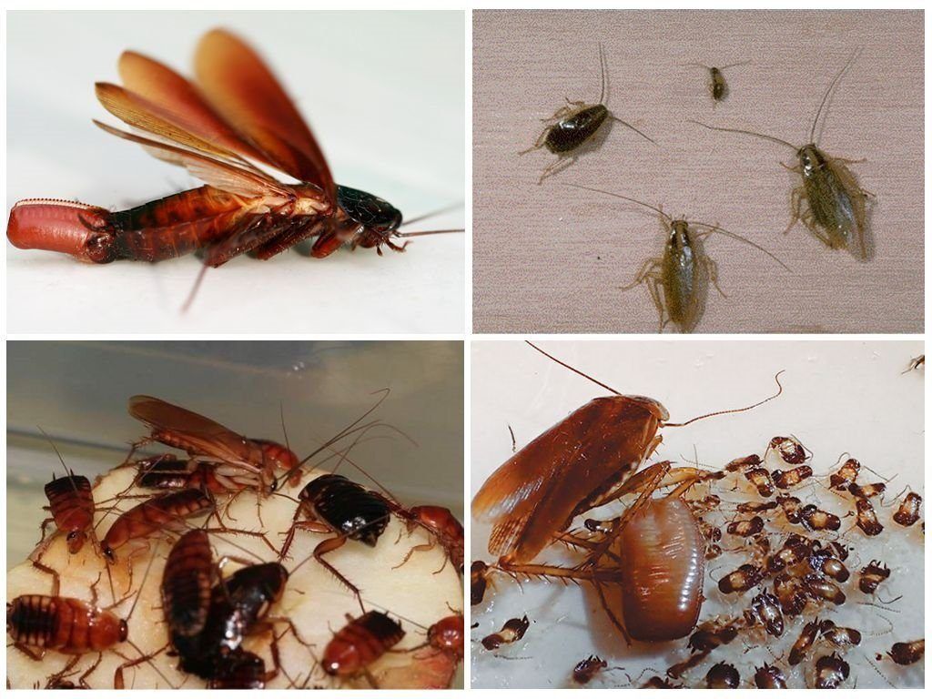 Уничтожение тараканов в квартире в Грозном 