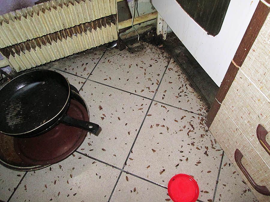 Санэпидемстанция от тараканов в Грозном, вызвать, цены